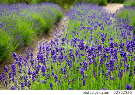 Lavender garden 32592520