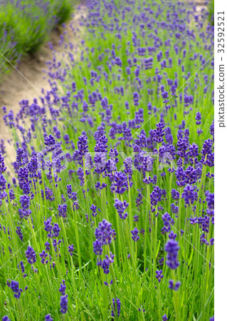 Lavender garden 32592521
