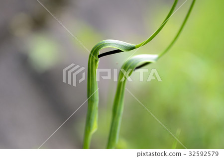 70199 Karasobashaku 32592579