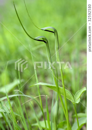 70200 Karasobashaku 32592580