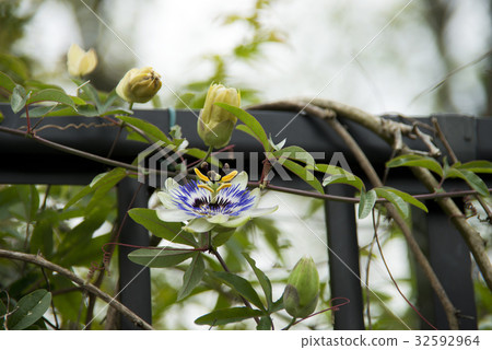 Passionflower flowers Passionflower flowers 32592964