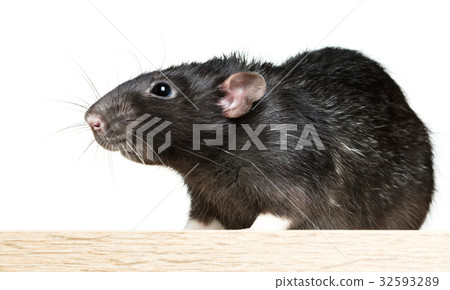 Animal gray rat close-up Animal gray rat close-up 32593289