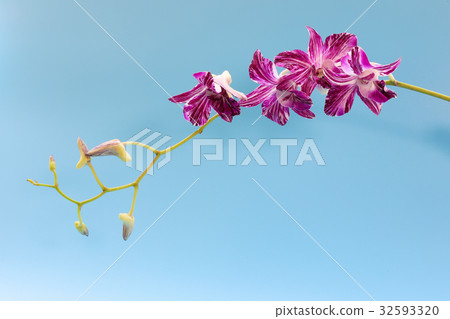 Colorful Orchid Flower Colorful Orchid Flower 32593320