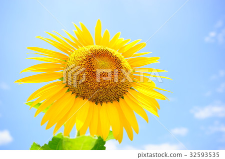 Sun Flower  32593535