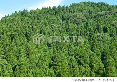 Summer forest Summer forest 32593804