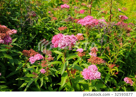 Shimotsuke的花 32593877