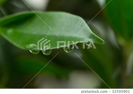 rain drop on green leaf nature 32593901