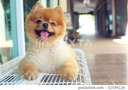 happy smile pomeranian small dog cute pet 32594126