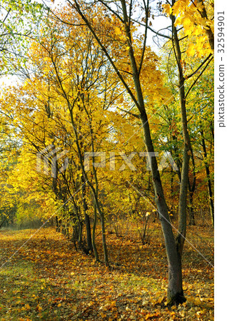 Autumn forest and yellow leaves 32594901