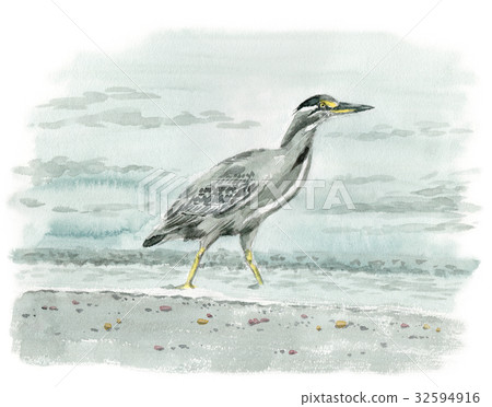 Sasagoi walking along the beach Sasagoi walking along the beach 32594916