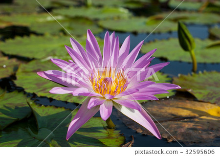 Details of water Lily with flower 32595606