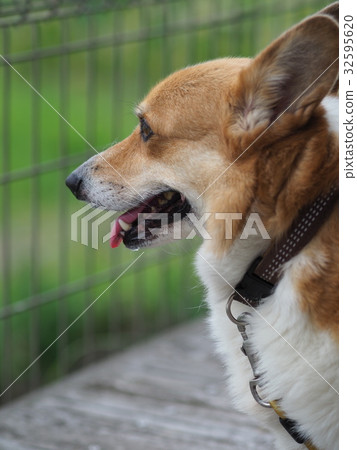 Corgi Corgi 32595620