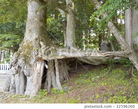 生根杉木天然紀念物 32596260