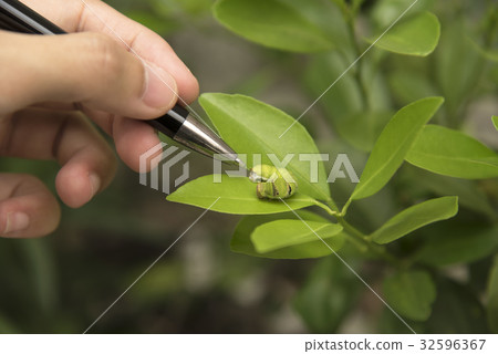 Biotechnology scientist with worm on leaf orange  32596367