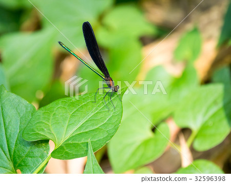 Hagorotorbo Hagorotorbo 32596398