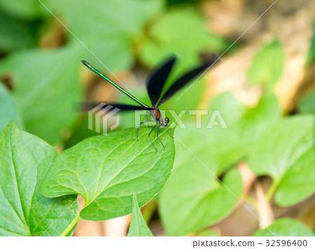 Winged, hagro dragonfly Winged, hagro dragonfly 32596400