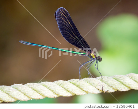 Hagro Tonbo stopping on a rope 32596401