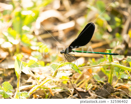 Hagro Dragonfly at twilight Hagro Dragonfly at twilight 32596402