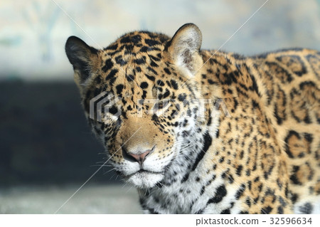 捷豹的寶貝 32596634