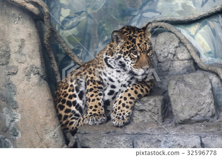 捷豹的寶貝 32596778