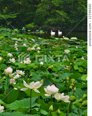 Nagai Botanical Garden 32596880