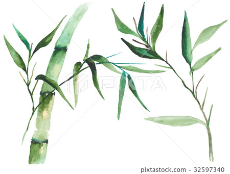 Watercolor bamboo illustration Watercolor bamboo illustration 32597340