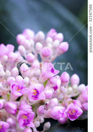 花 野牡丹藤 植物 花 野生の牡丹のつる 植物 Medinilla Formosana 照片素材 圖片 圖庫