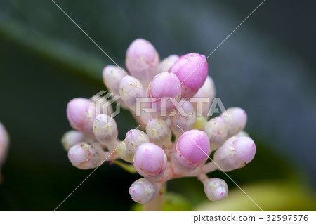 花 野牡丹藤 植物 花 野生の牡丹のつる 植物 Medinilla Formosana 照片素材 圖片 圖庫
