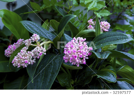 花,野牡丹藤,植物,花、野生の牡丹のつる、植物、Medinilla formosana 花,野牡丹藤,植物,花、野生の牡丹のつる、植物、Medinilla formosana 32597577
