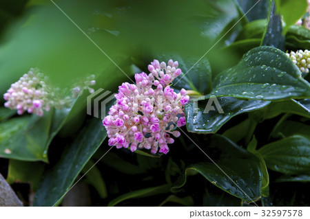 花 野牡丹藤 植物 花 野生の牡丹のつる 植物 Medinilla Formosana 照片素材 圖片 圖庫