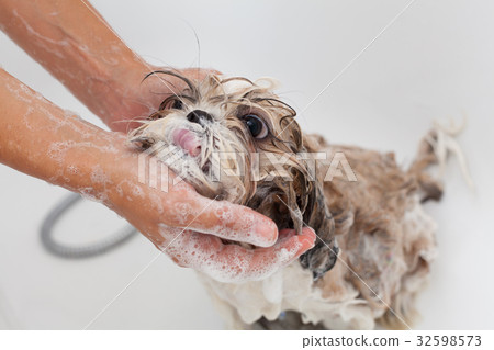 Bath of a dog Shih Tzu 32598573