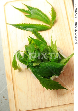 Fresh hemp leaf cannabis Fresh hemp leaf cannabis 32598766