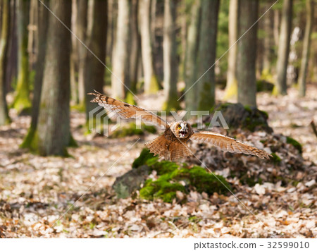 Portrait of flying long-eared owl - Asio otus Portrait of flying long-eared owl - Asio otus 32599010