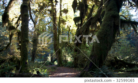 Hoh Rain Forest, Olympic National Park, WASHINGTON 32599165