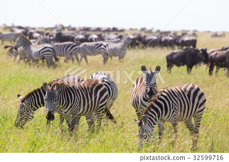 Zebras grazing in Serengeti National Park in 32599716