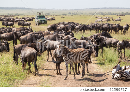 Wildebeests and Zebras grazing in Serengeti 32599717