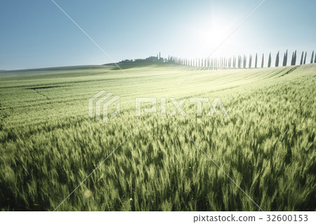 Green field of wheat and farm house, Tuscany, Italy Green field of wheat and farm house, Tuscany, Italy 32600153