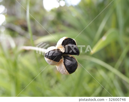 Tamasuda種子 Tamasuda種子 32600746