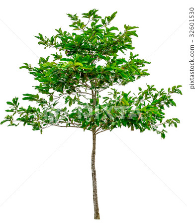 Green tree isolated on white background. 32601530