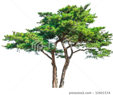 Green tree isolated on white background. Green tree isolated on white background. 32601534