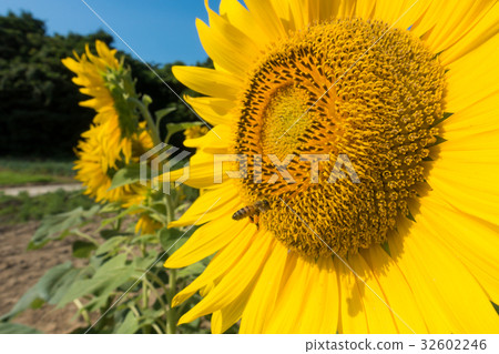 向日葵領域藍天覆蓋蜜蜂 向日葵領域藍天覆蓋蜜蜂 32602246