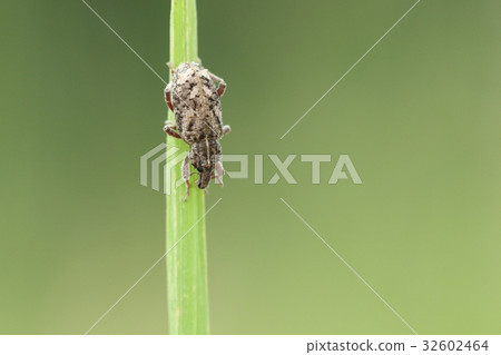 Creatures Insects Yasai Weevil, named "All vegetables can come". In other words, in terms of pests 32602464