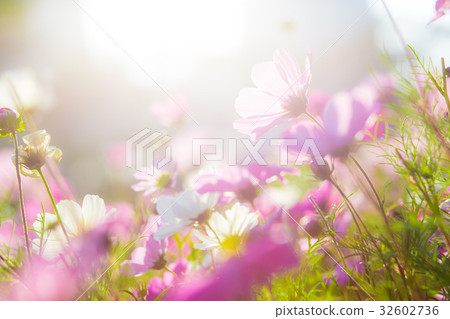 Cosmos flowers in sunset Cosmos flowers in sunset 32602736