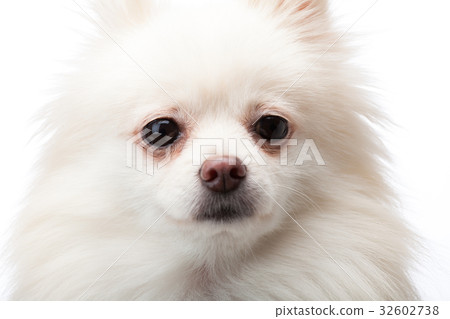 Cute White pomeranian dog Cute White pomeranian dog 32602738