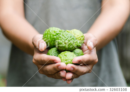 Bergamot fruit holding by hand.Thai herbal plant 32603108