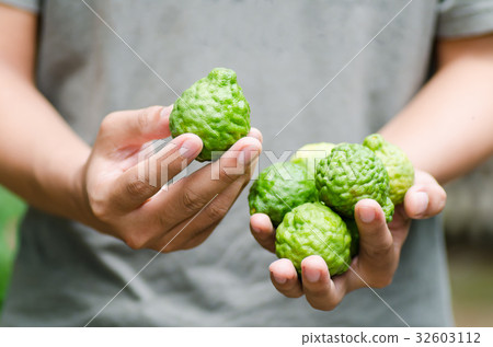 Bergamot fruit holding by hand.Thai herbal plant Bergamot fruit holding by hand.Thai herbal plant 32603112