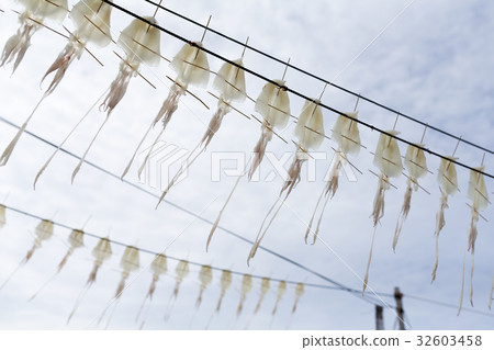 Drying Squid under sunlight Drying Squid under sunlight 32603458
