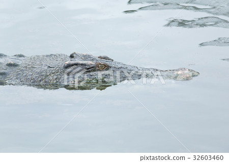 Crocodile swimming Crocodile swimming 32603460