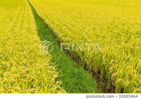 Paddy field Paddy field 32603464
