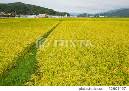 Rice farm Rice farm 32603467